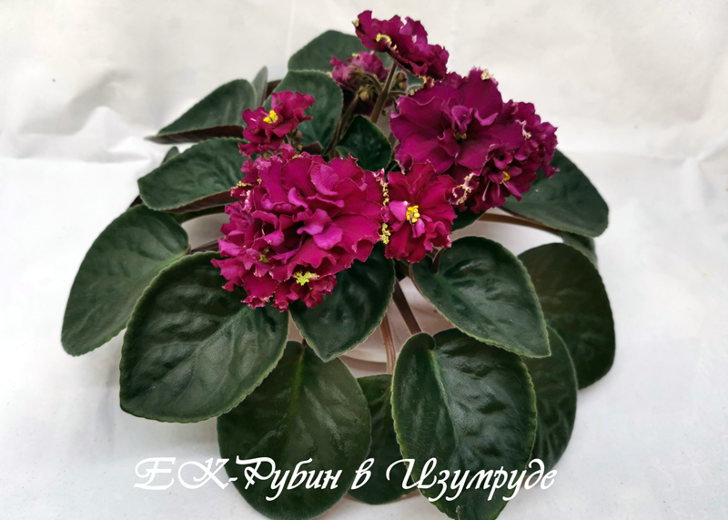 ЕК-Рубин-в-Изумруде.jpg