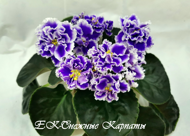 ЕК-Снежные-Карпаты.jpg