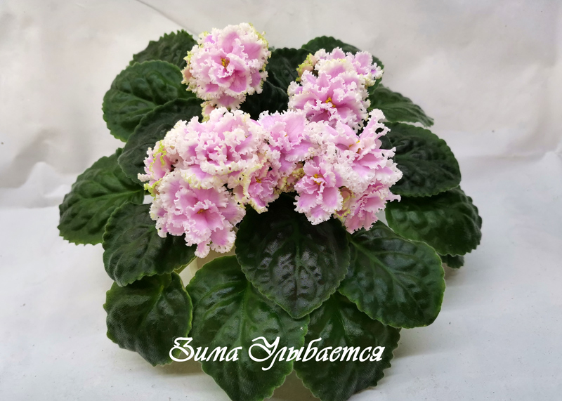 Зима-Улыбается.jpg