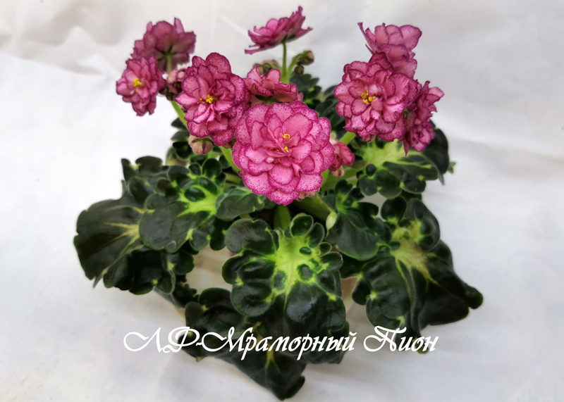 ЛФ-Мраморный-Пион.jpg