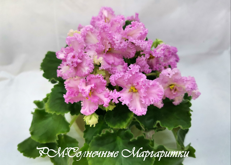 РМ-Солнечные-Маргаритки.jpg