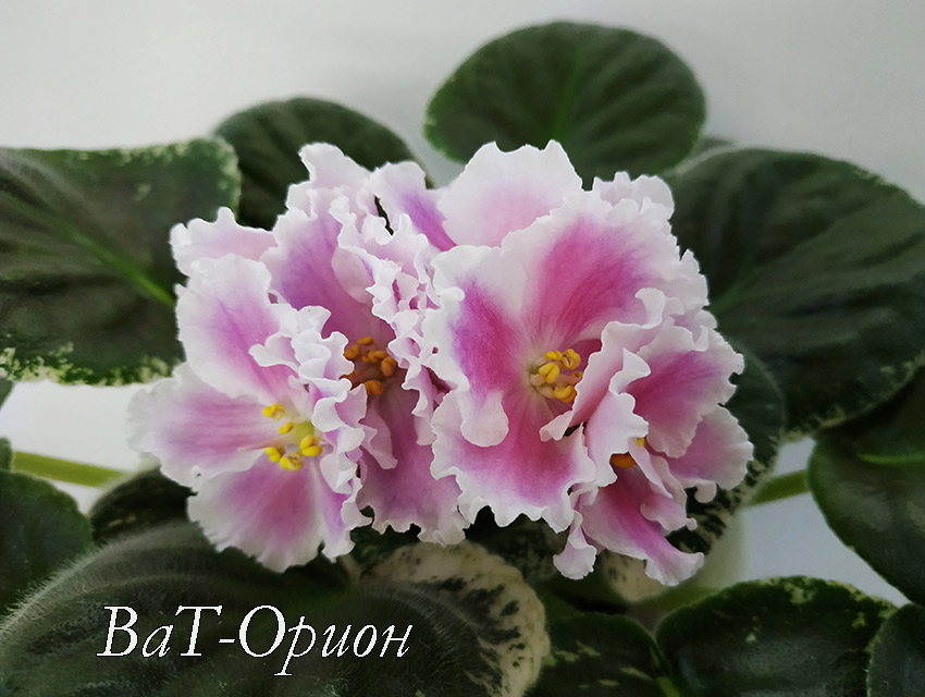 ВаТ-Орион.jpg