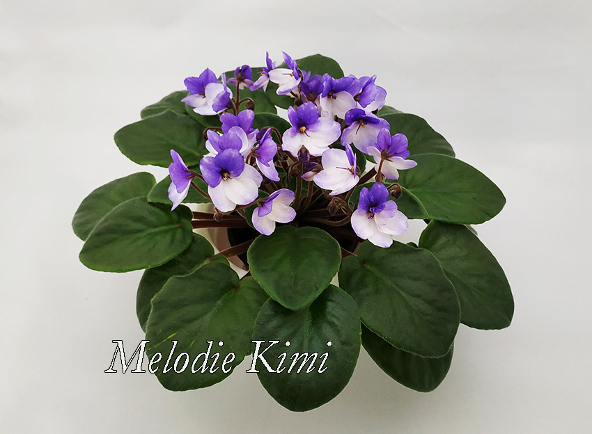 Melodie-Kimi.jpg