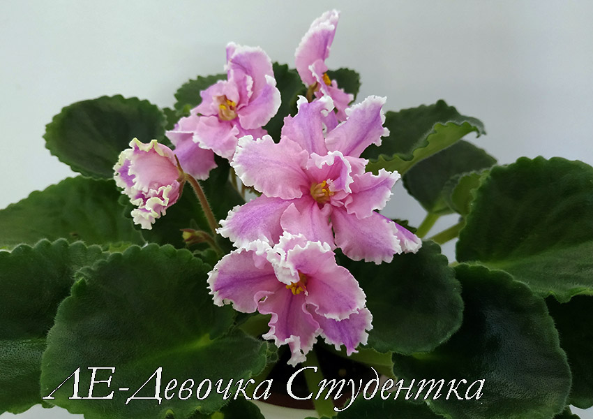 ЛЕ-Девочка-Студентка.jpg