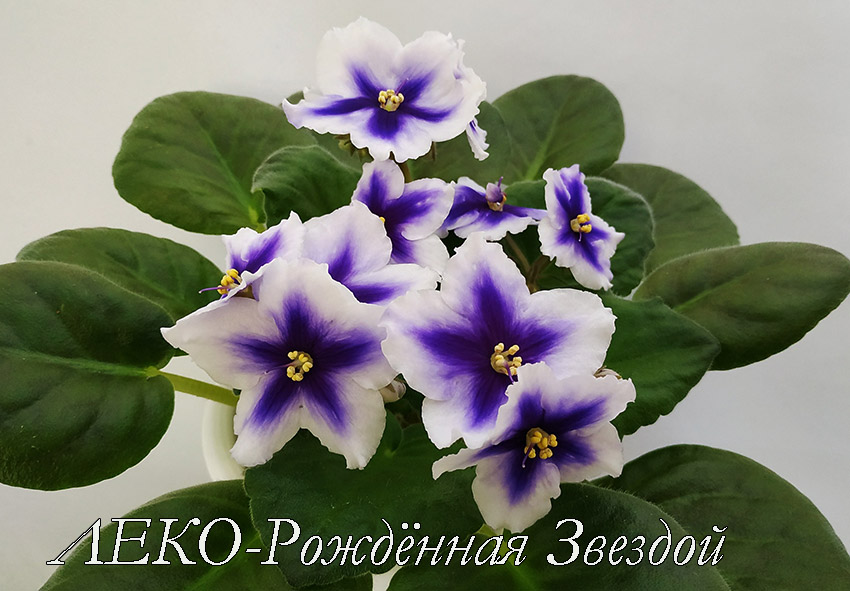 ЛЕКО-Рождённая-Звездой.jpg