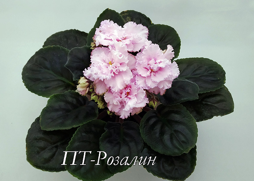 ПТ-Розалин.jpg