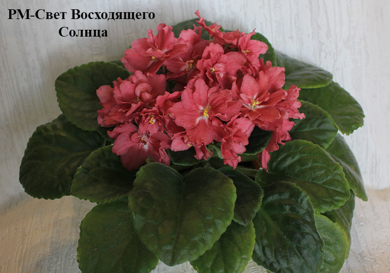 РМ-Свет-Восходящего-Солнца.jpg
