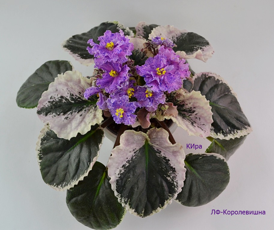 ЛФ-Королевишна 2.JPG