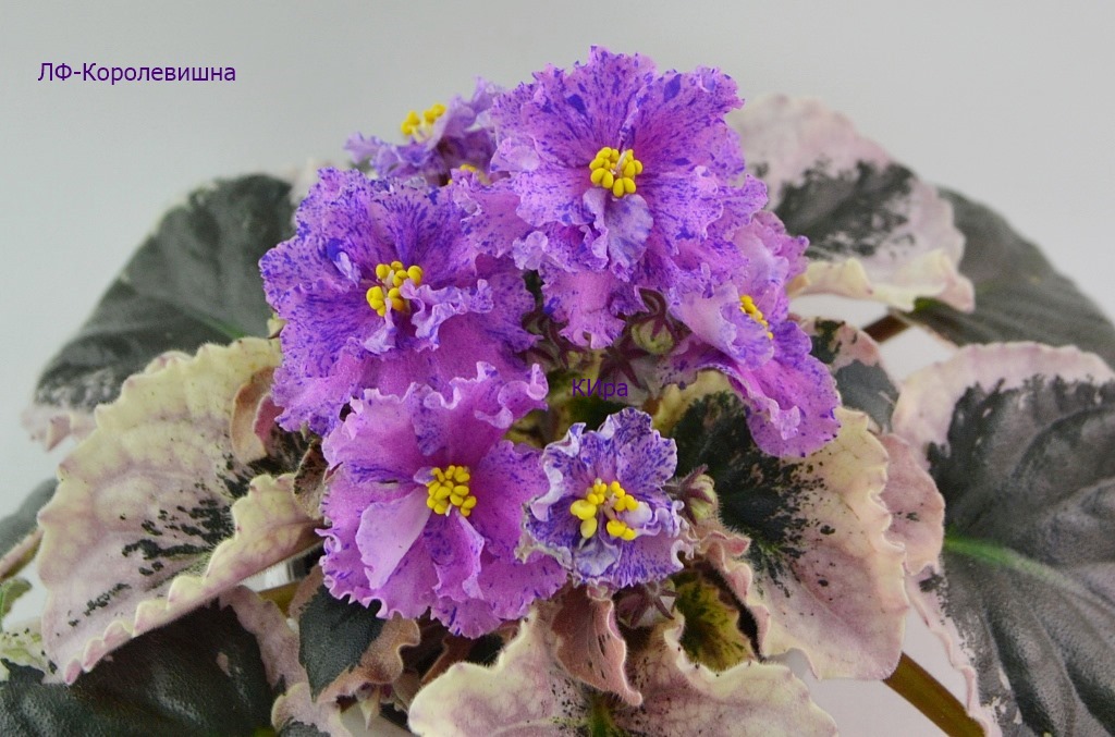 ЛФ-Королевишна 1.JPG