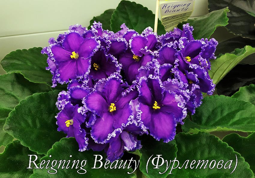 Reigning-Beauty-(Фурлетова).jpg