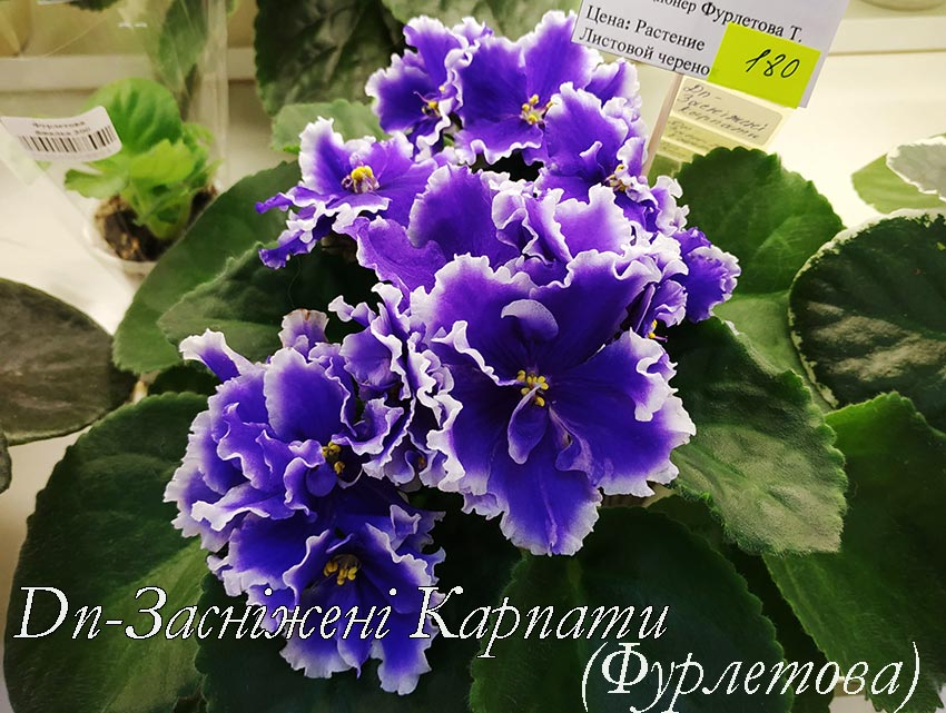Dn-Заснiженi-Карпати-(Футлетова).jpg
