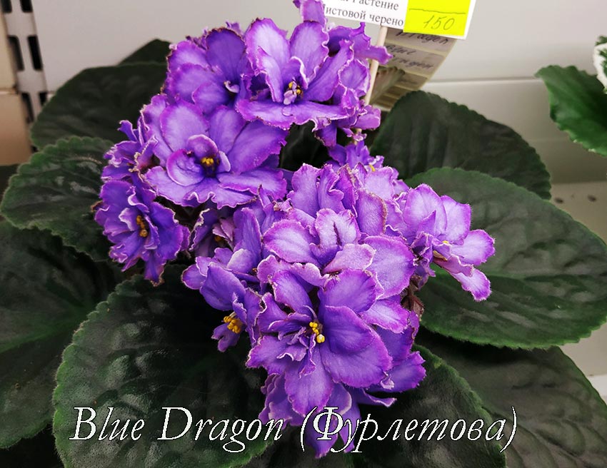 Blue-Dragon-(Фурлетова).jpg