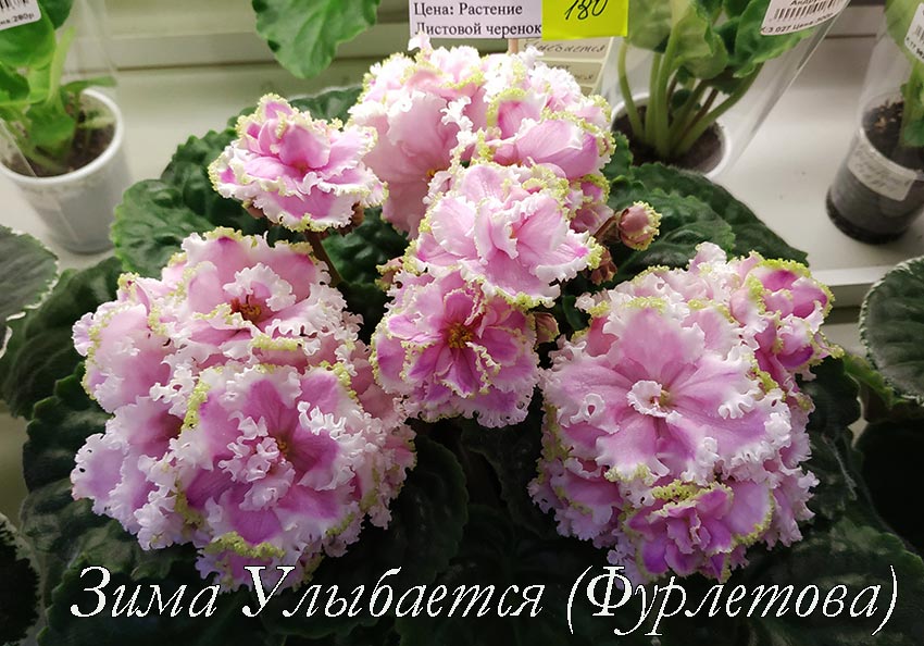 Зима-Улыбается-(Фурлетова).jpg