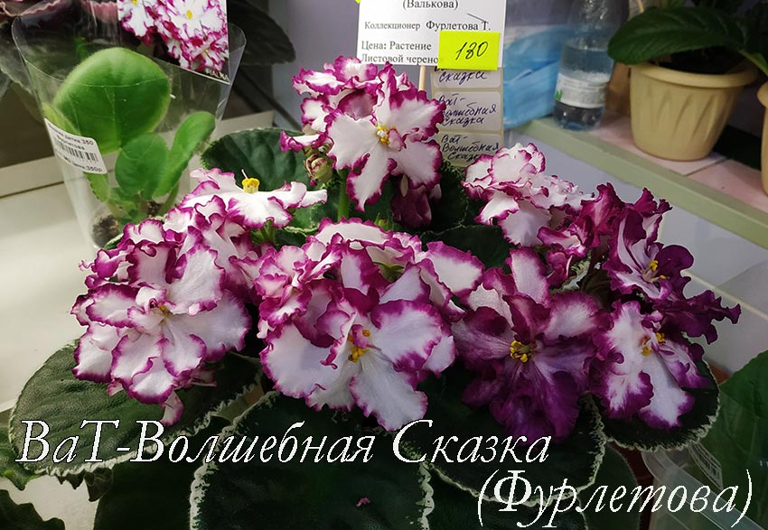 ВаТ-Волшебная-Сказка-(Фурлетова).jpg