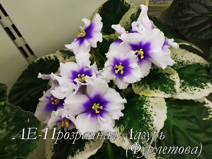 ЛЕ-Прозрачная-Лазурь-(Фурлетова).jpg
