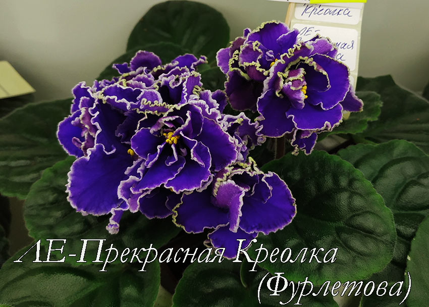 ЛЕ-Прекрасная-Креолка-(Фурлетова).jpg
