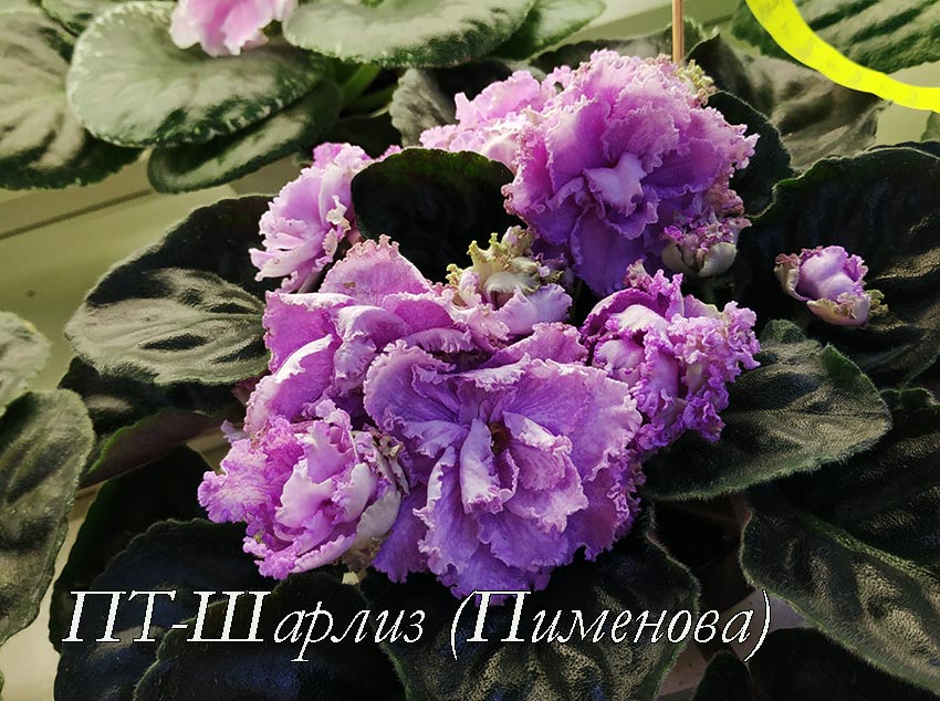ПТ-Шарлиз-(Пименова).jpg