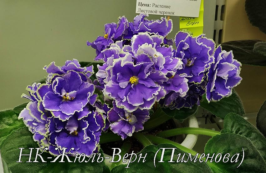 НК-Жюль-Верн-(Пименова).jpg