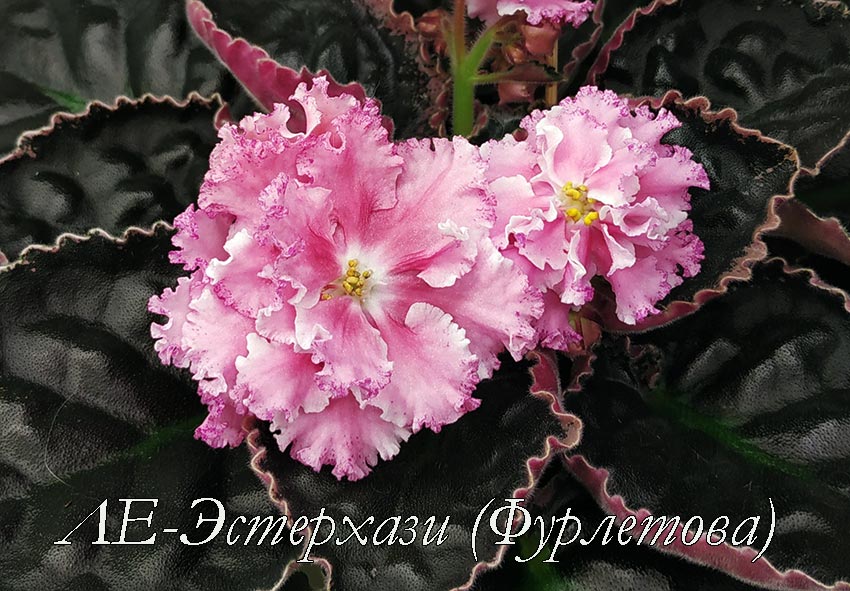 ЛЕ-Эстерхази-(Фурлетова).jpg