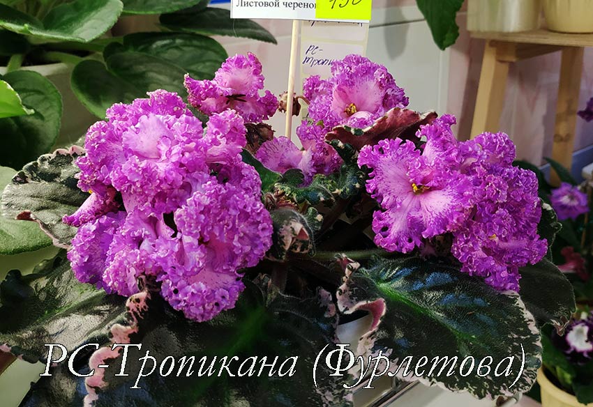 РС-Тропикана-(Фурлетова).jpg