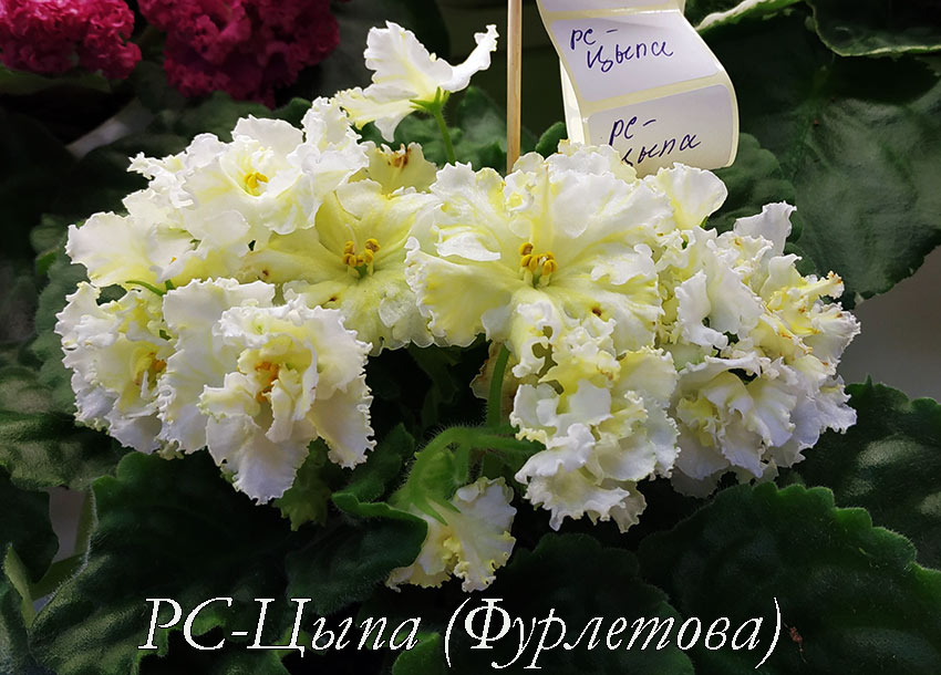 РС-Цыпа-(Фурлетова).jpg