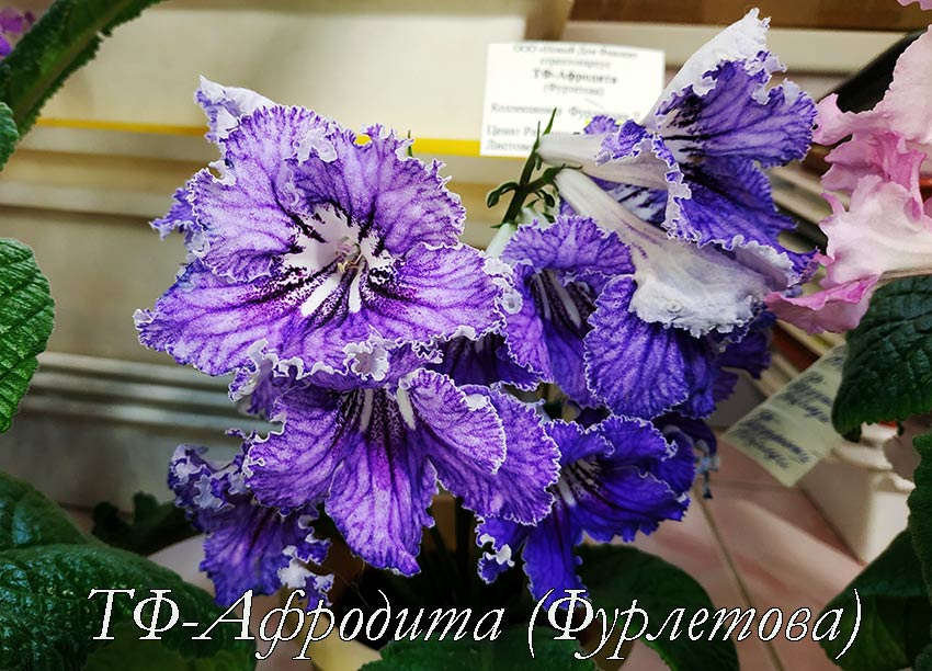 ТФ-Афродита-(Фурлетова).jpg