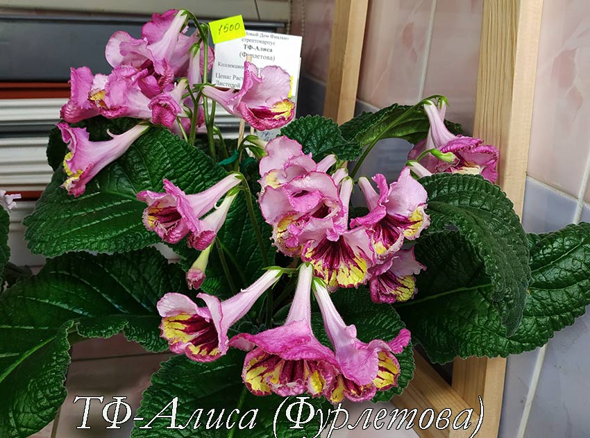 ТФ-Алиса-(Фурлетова).jpg