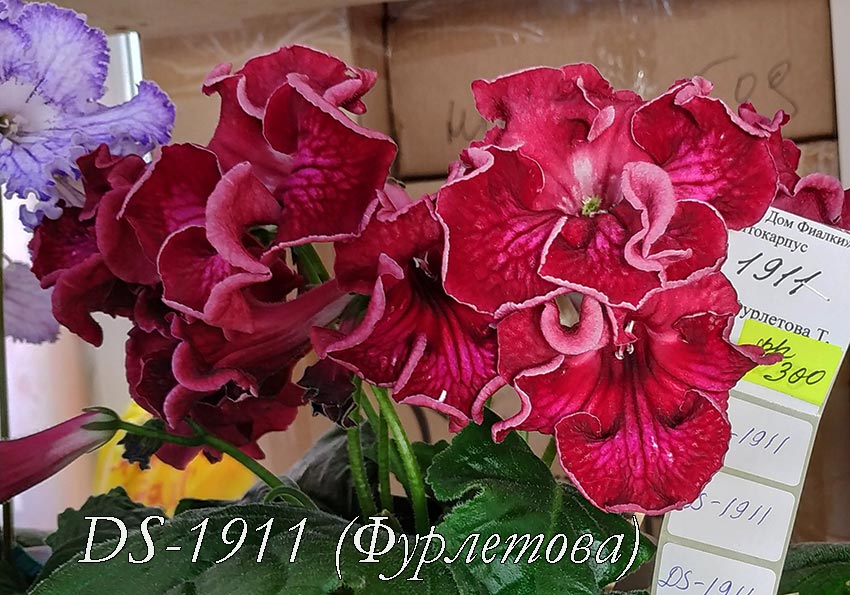 DS-1911-(Фурлетова).jpg