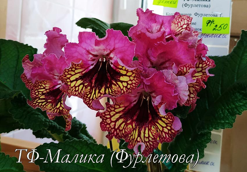 ТФ-Малика-(Фурлетова).jpg