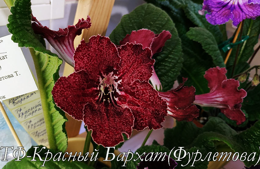 ТФ-Красный-Бархат-(Фурлетова).jpg