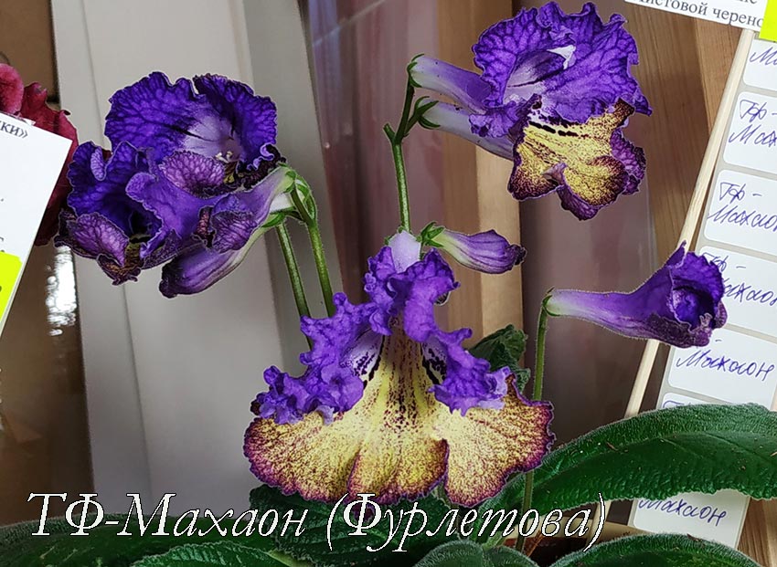 ТФ-Махаон-(Фурлетова).jpg