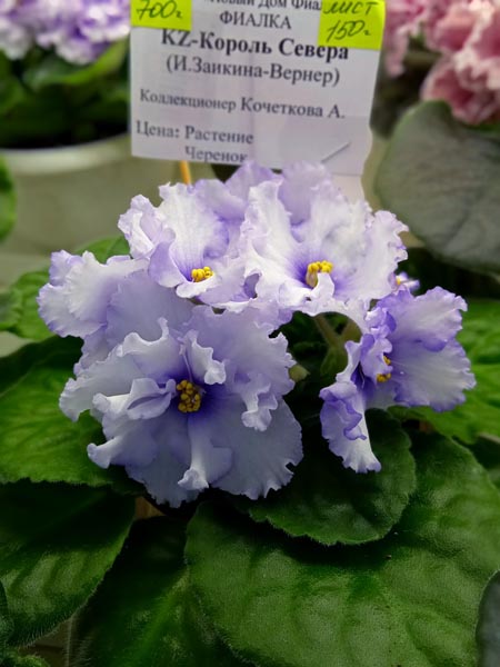 KZ-Король Севера.jpg