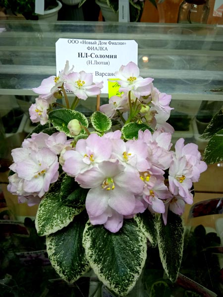 НЛ-Соломея.jpg
