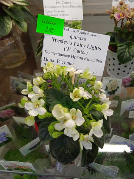 Wesley's Fairy Lights.jpg