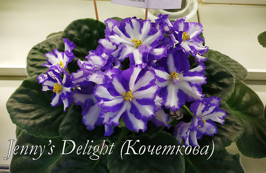 Jenny’s-Delight-(Кочеткова).jpg