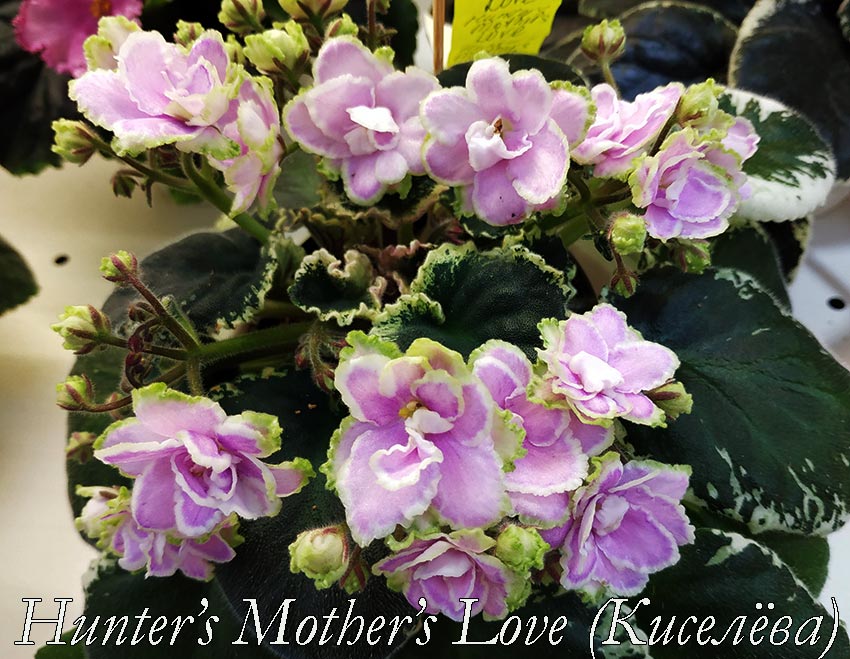Hunter's-Mother's-Love-(Киселёва).jpg