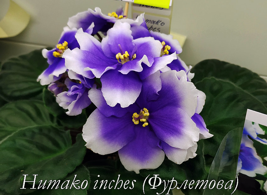 Humako-inches-(Фурлетова).jpg