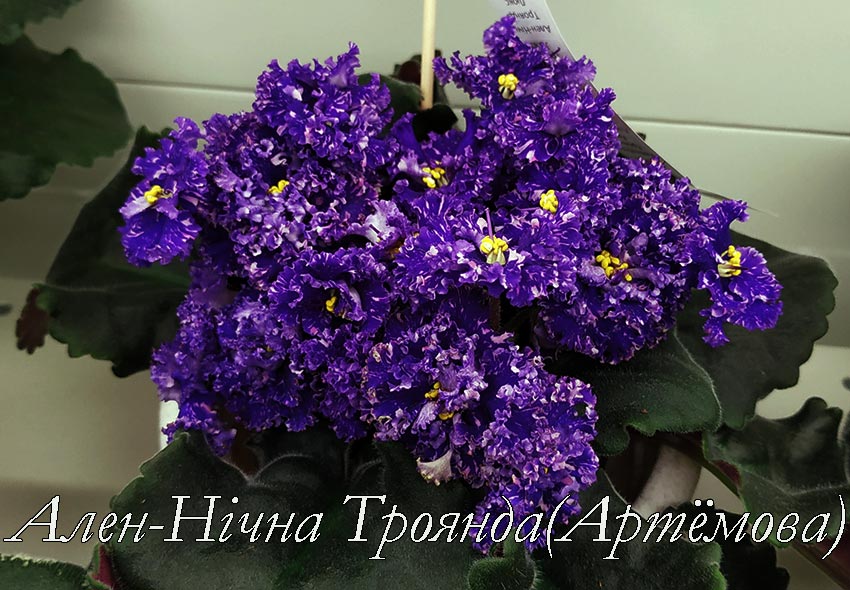 Ален-Нiчна-Троянда-(Артёмова).jpg