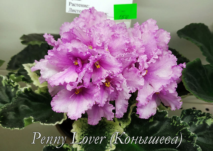 Penny-Lover-(Конышева).jpg