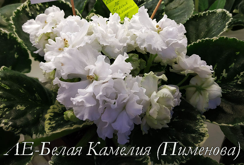 ЛЕ-Белая-Камелия-(Пименова).jpg