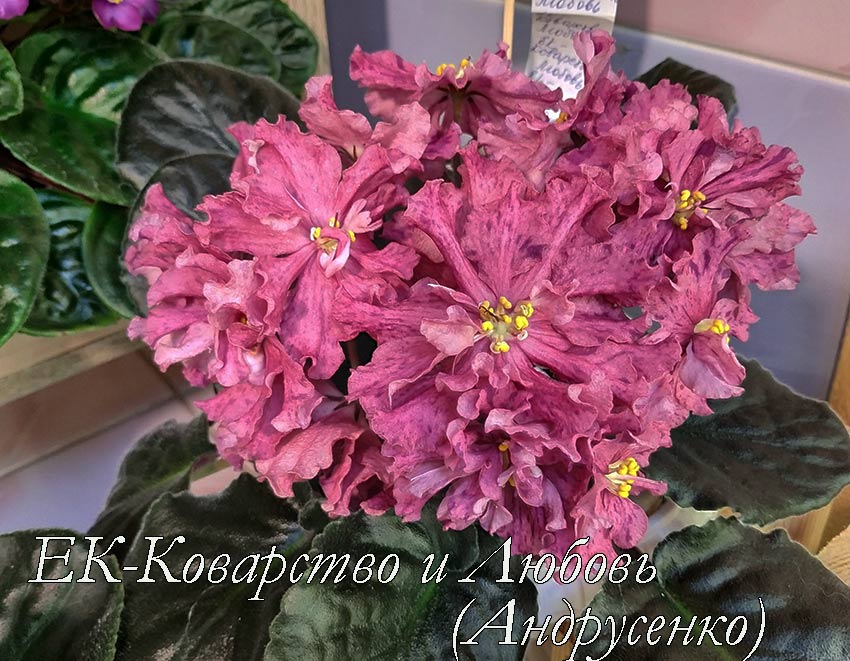 ЕК-Коварство-и-Любовь-(Андрусенко).jpg