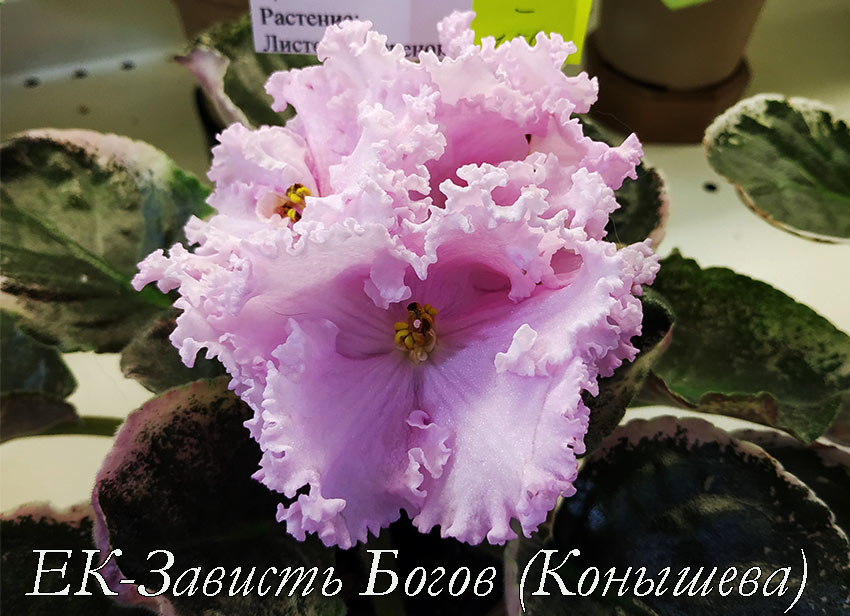 ЕК-Зависть-Богов-(Конышева).jpg