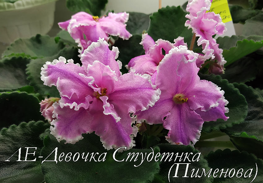 ЛЕ-Девочка-Студетнка-(Пименова).jpg