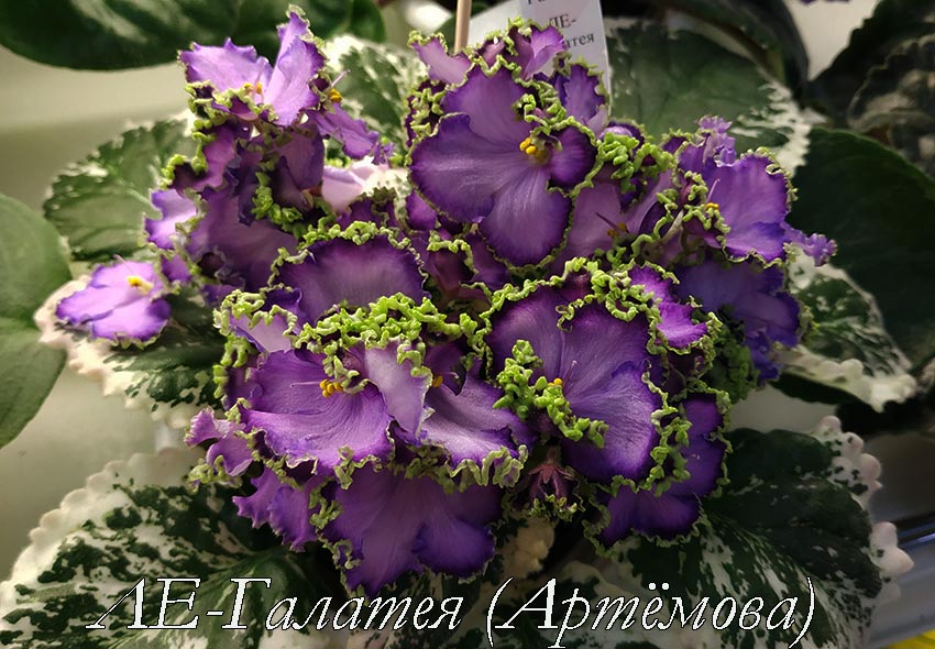 ЛЕ-Галатея-(Артёмова).jpg