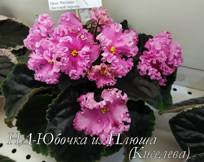 НД-Юбочка-из-Плюша-(Киселёва).jpg