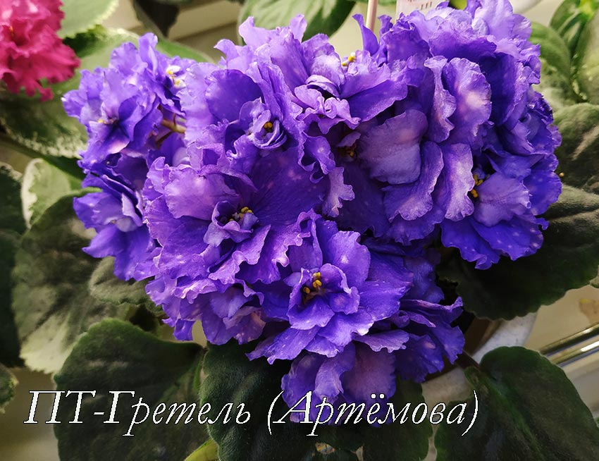 ПТ-Гретель-(Артёмова).jpg