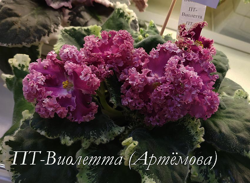 ПТ-Виолетта-(Артёмова).jpg