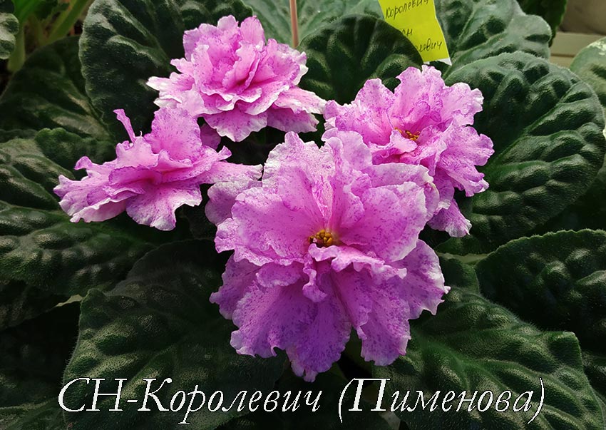 СН-Королевич-(Пименова).jpg