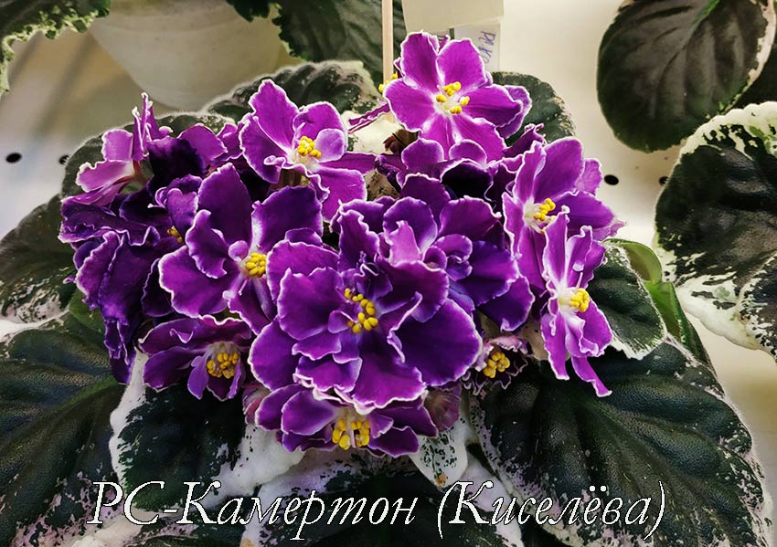 РС-Камертон-(Киселева).jpg