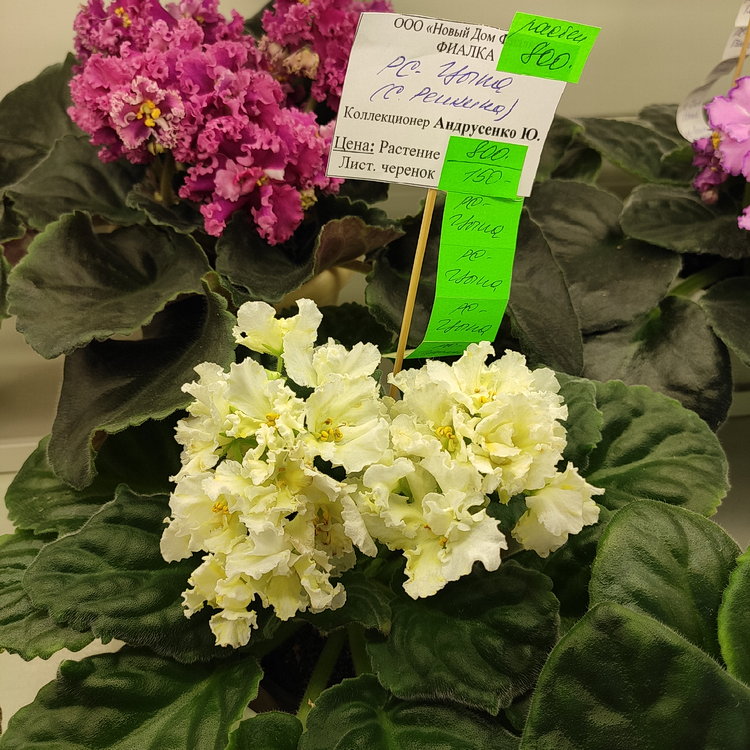 IMG_20210831_173642.jpg